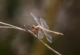 Image of Orthemis aequilibris Calvert 1909