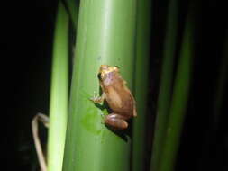 Image of Caretta Robber Frog