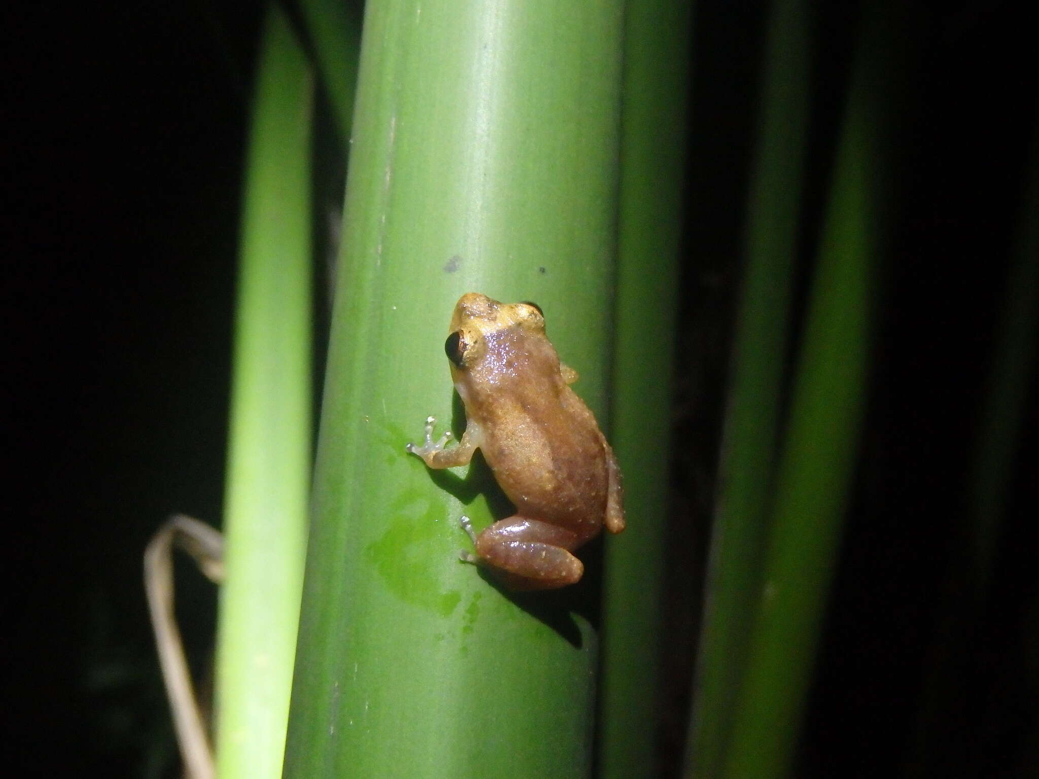 Image of Caretta Robber Frog