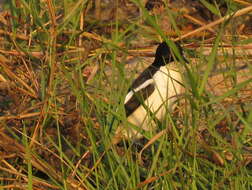 Image of Gabon Boubou