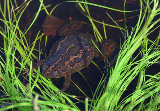 Xenopus gilli Rose & Hewitt 1927 resmi