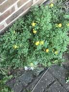 Image of yellow corydalis