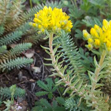 Image of Petrosedum rupestre (L.) P. Heath