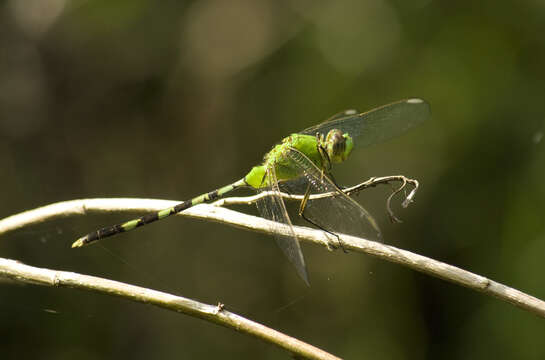 Image of Great Pondhawk