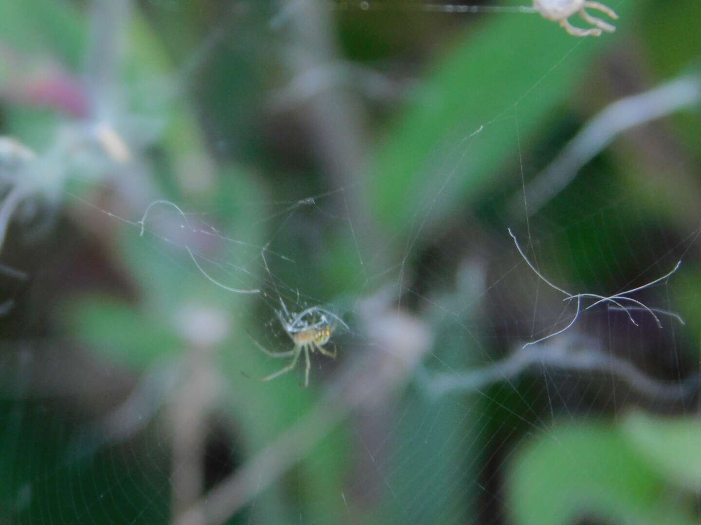 Image of Leucauge argyra (Walckenaer 1841)