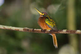 Image of Yellow-billed Jacamar