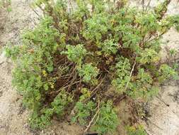 Imagem de Artemisia campestris subsp. maritima (DC.) Arcang.