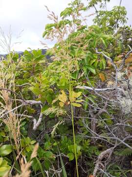 Image of Large Hawaii Love Grass