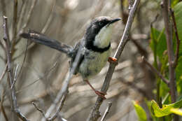 Image of Bar-throated Apalis