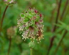 Image of small burnet