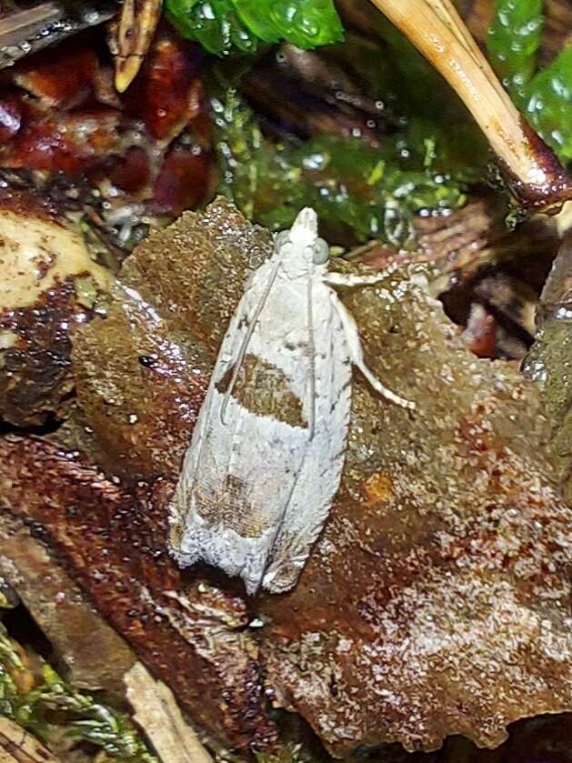 Image of Epinotia ramella Linnaeus 1758