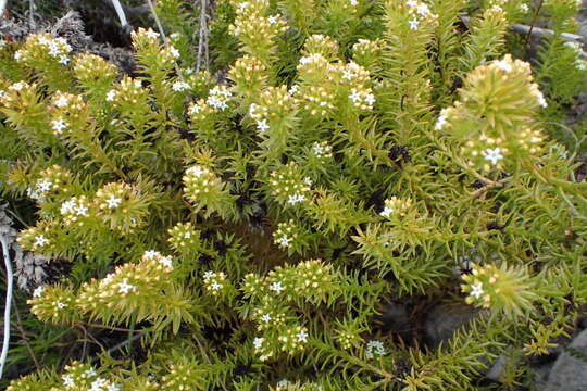 صورة Thesium viridifolium Levyns