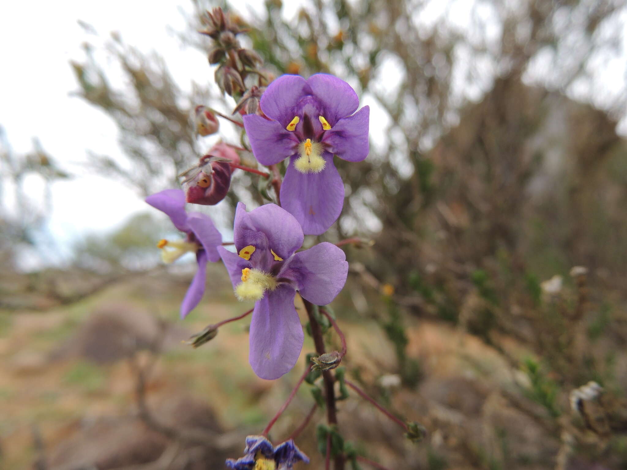 Image of Diascia alonsooides Benth.