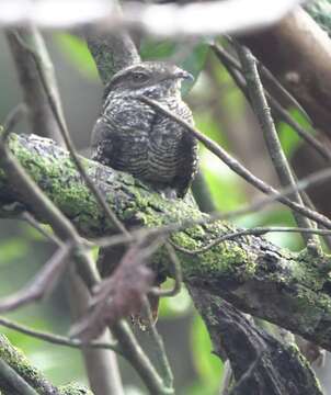 Image of Ladder-tailed Nightjar