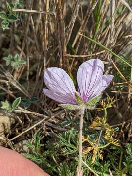 Image of Erodium foetidum (L.) L'Her.