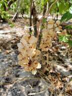 Image of Dioscorea bemarivensis Jum. & H. Perrier