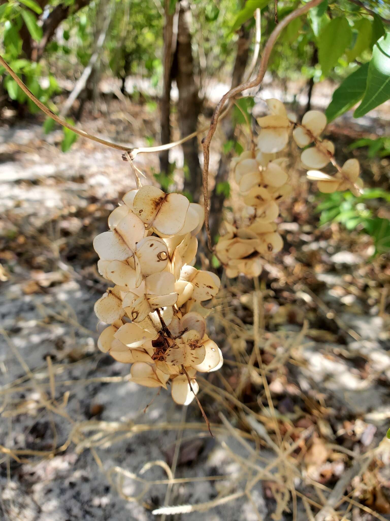 Image of Dioscorea bemarivensis Jum. & H. Perrier