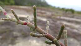 Image de Salicornia quinqueflora subsp. quinqueflora