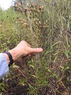 Plancia ëd Vernonia texana (A. Gray) Small