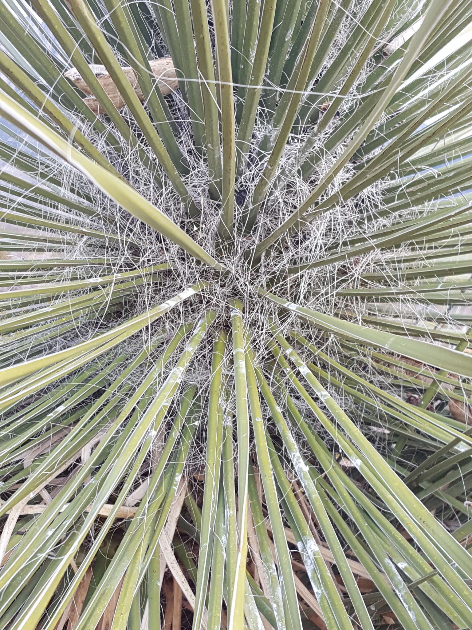 Image of Yucca elata var. elata