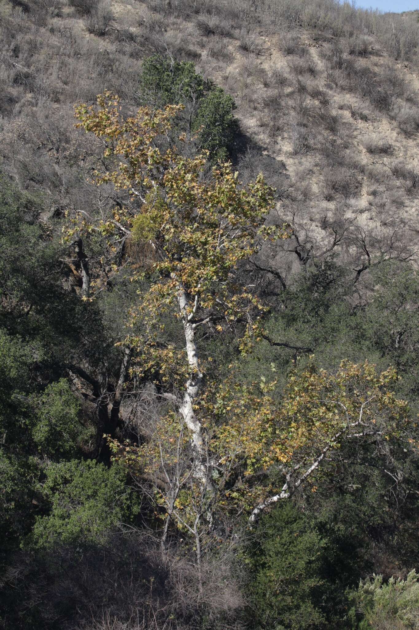 Platanus racemosa Nutt. ex Audubon的圖片