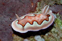Image of Pastel skirt lifter slug