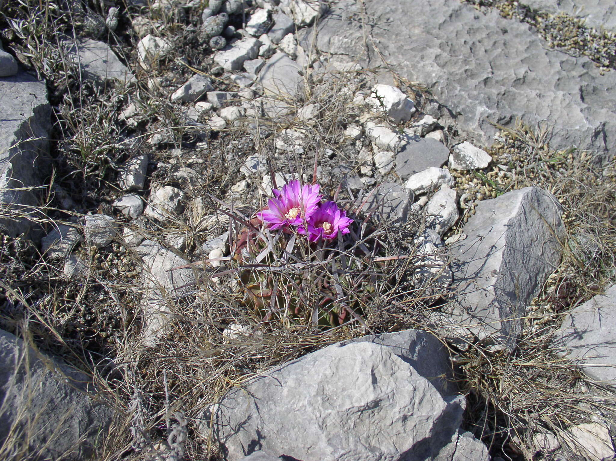 Sivun Echinofossulocactus anfractuosus kuva