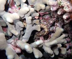 Image of Leopard moray eel