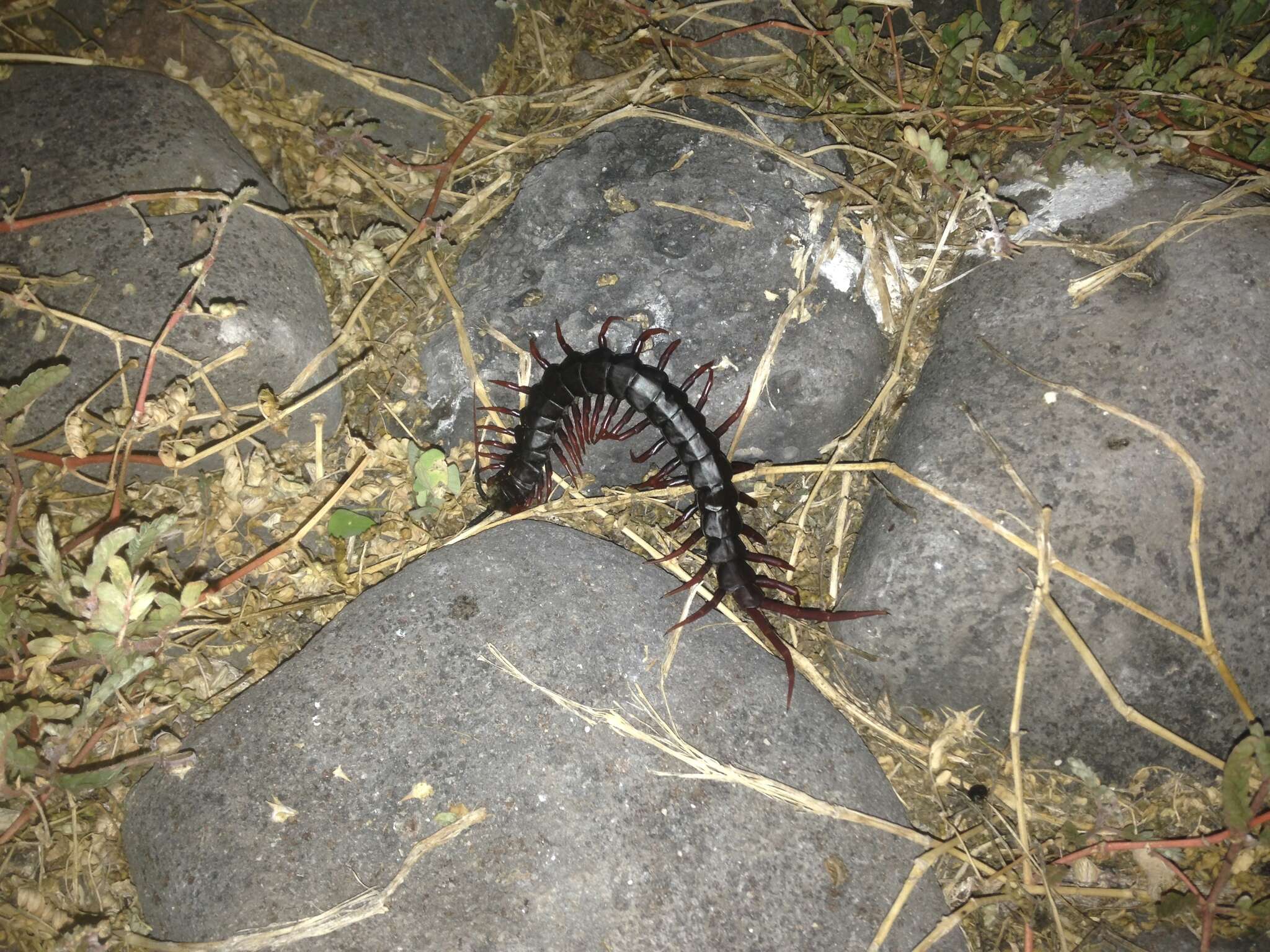 Imagem de Scolopendra galapagoensis Bollman 1889