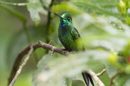 Image of Green-crowned Brilliant