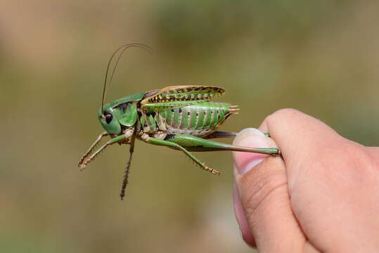 Imagem de Decticus verrucivorus monspeliensis Rambur 1838