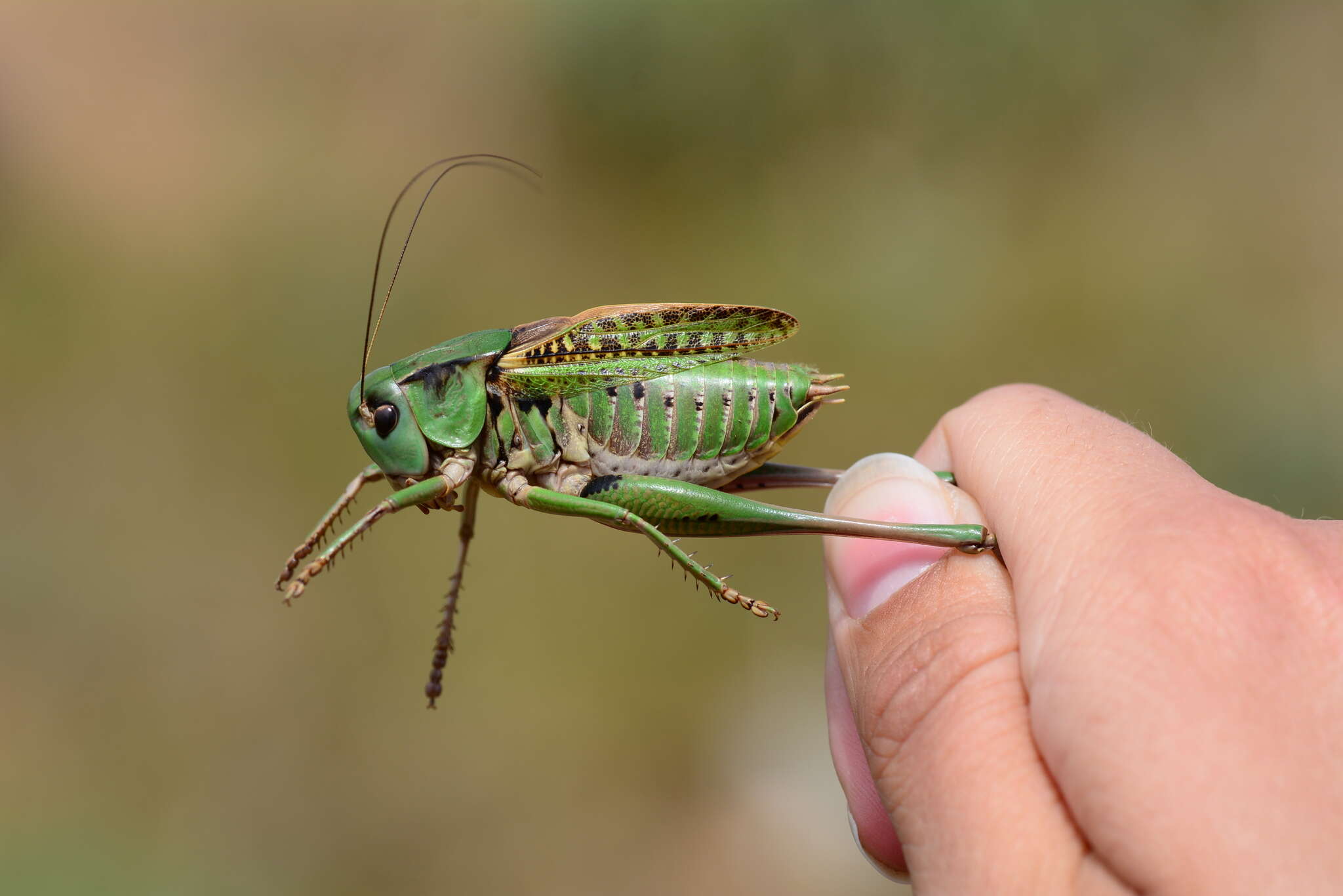 Image de Decticus verrucivorus monspeliensis Rambur 1838