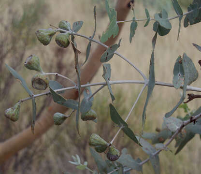 Image of Eucalyptus gamophylla F. Müll.