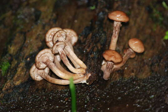 Armillaria puiggarii Speg. 1889 resmi