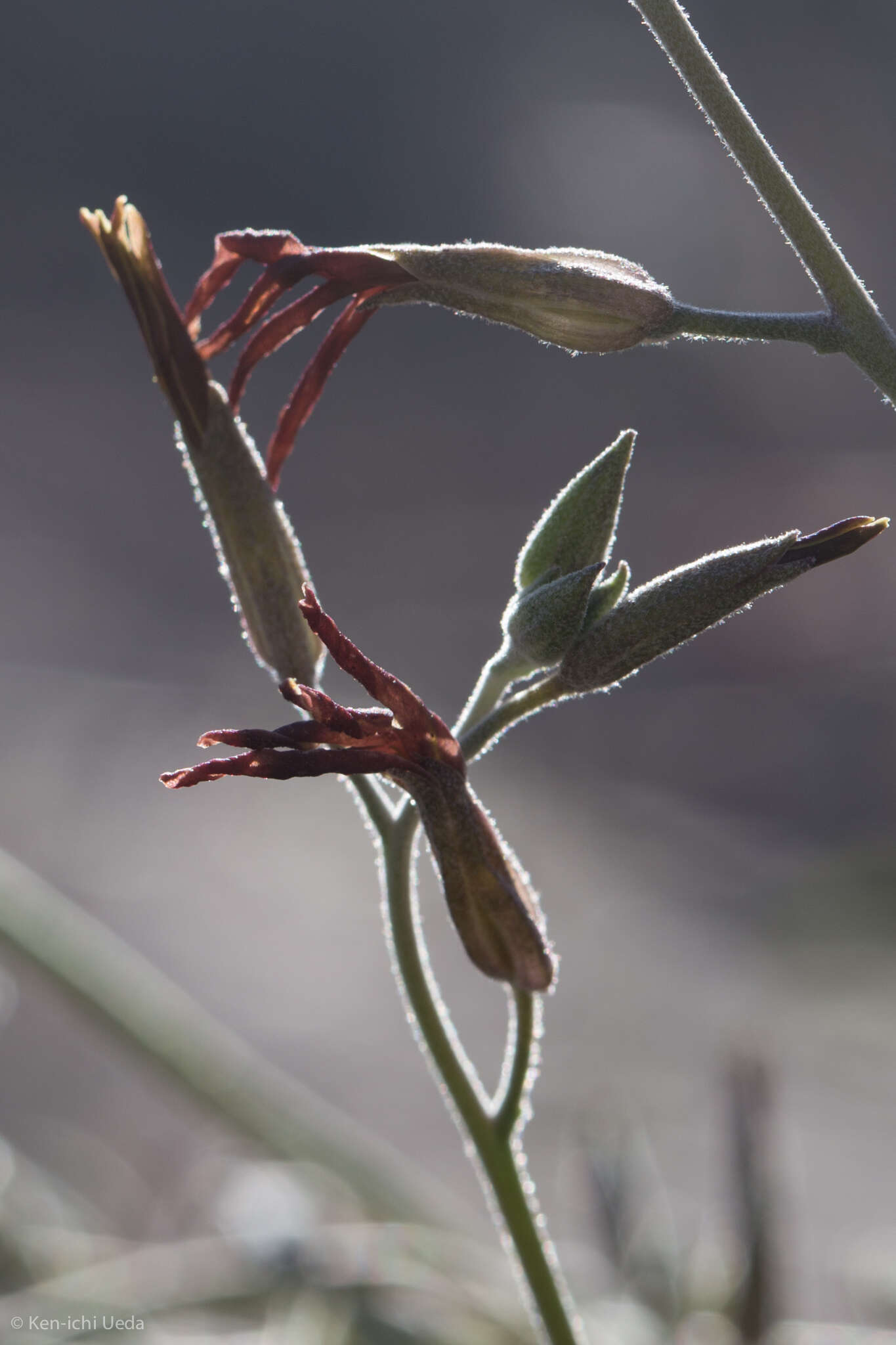 Image of Coulter's lyrepod