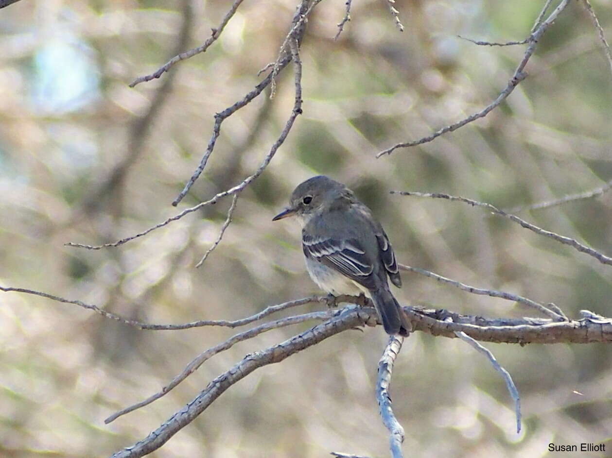 Image of American Grey Flycatcher