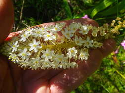 Bulbinella elata P. L. Perry的圖片