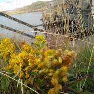 Plancia ëd Solidago virgaurea L.