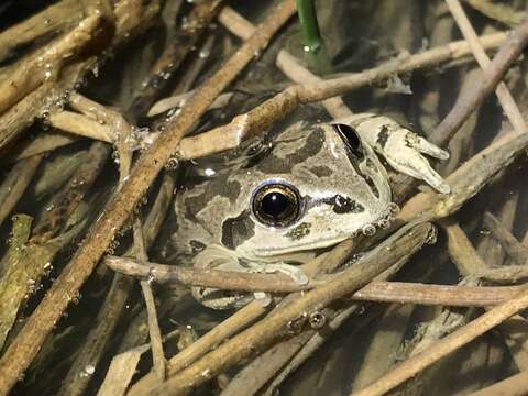 Image of Strecker's Chorus Frog