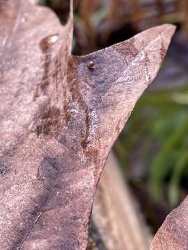 Image of Columella edentula (Draparnaud 1805)