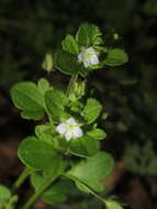 Image of ivy-leaved speedwell