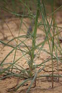 Image of Tragopogon borystenicus Artemczuk