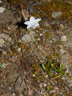 صورة Wahlenbergia albomarginata subsp. laxa (G. Simpson) J. A. Petterson