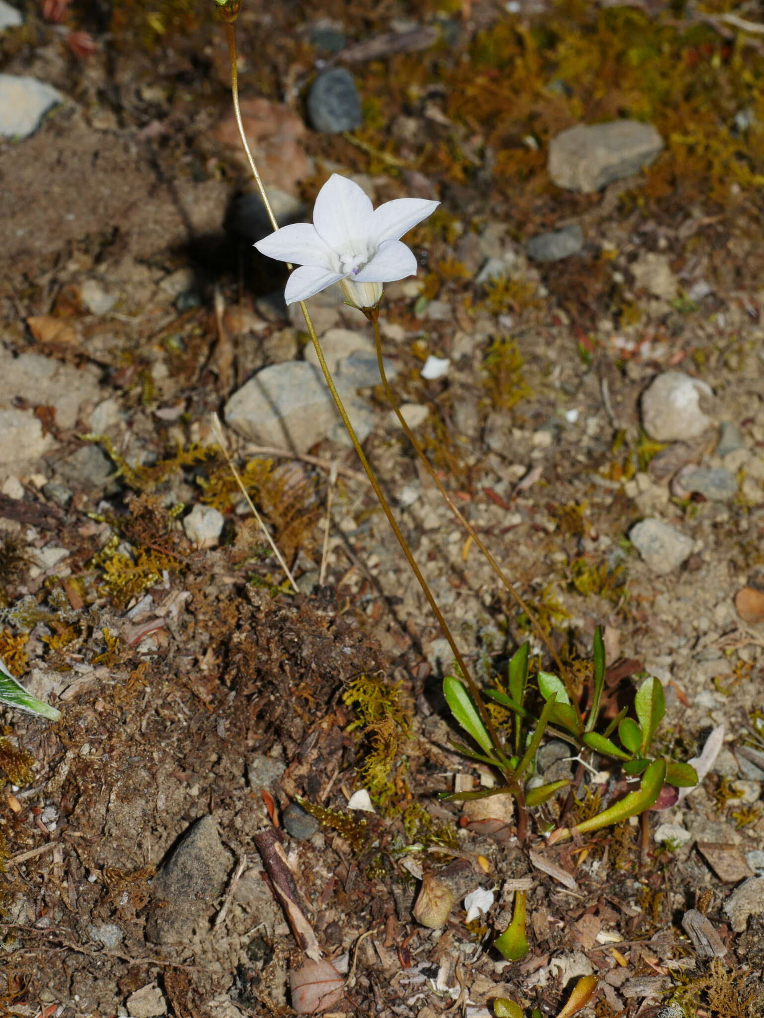 صورة Wahlenbergia albomarginata subsp. laxa (G. Simpson) J. A. Petterson