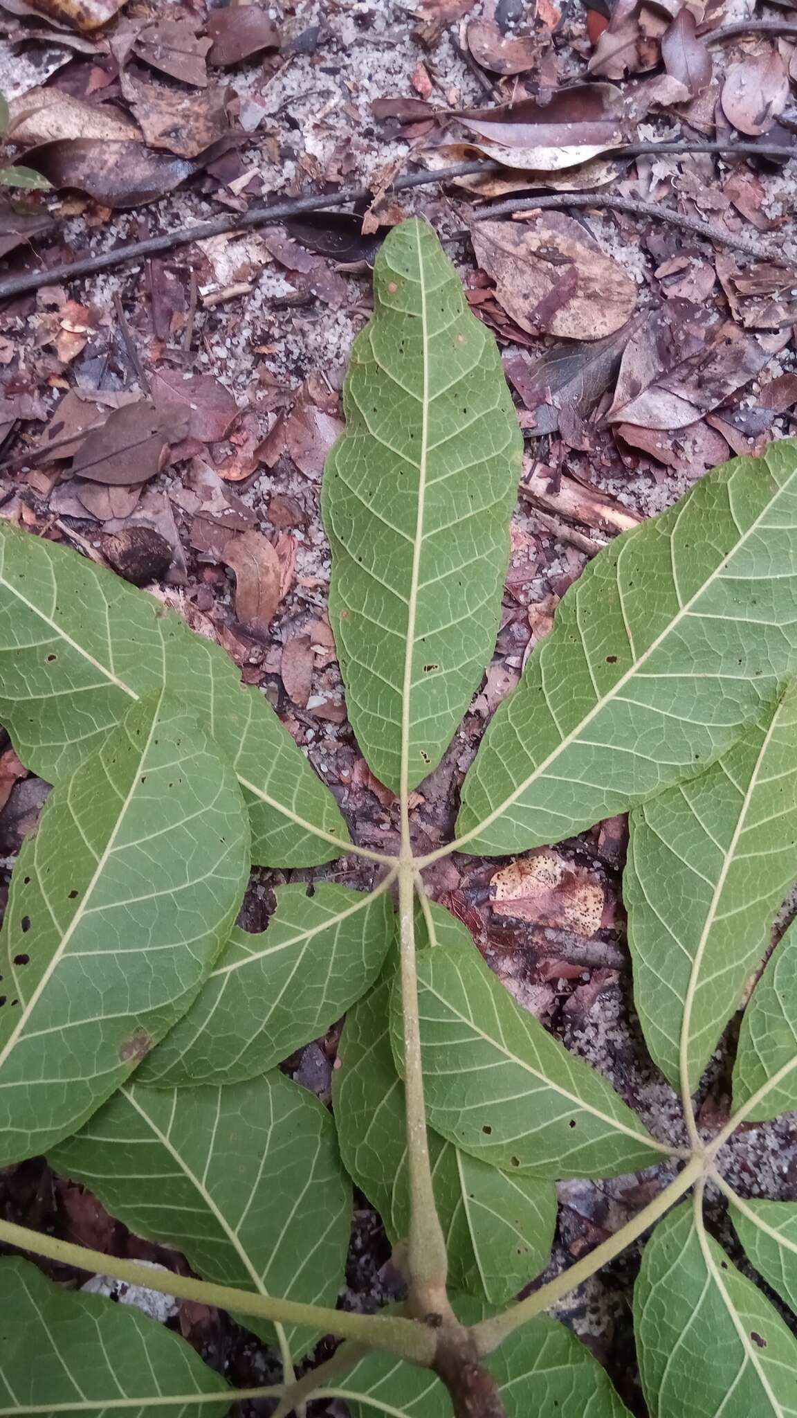 Image of Vitex perrieri Danguy