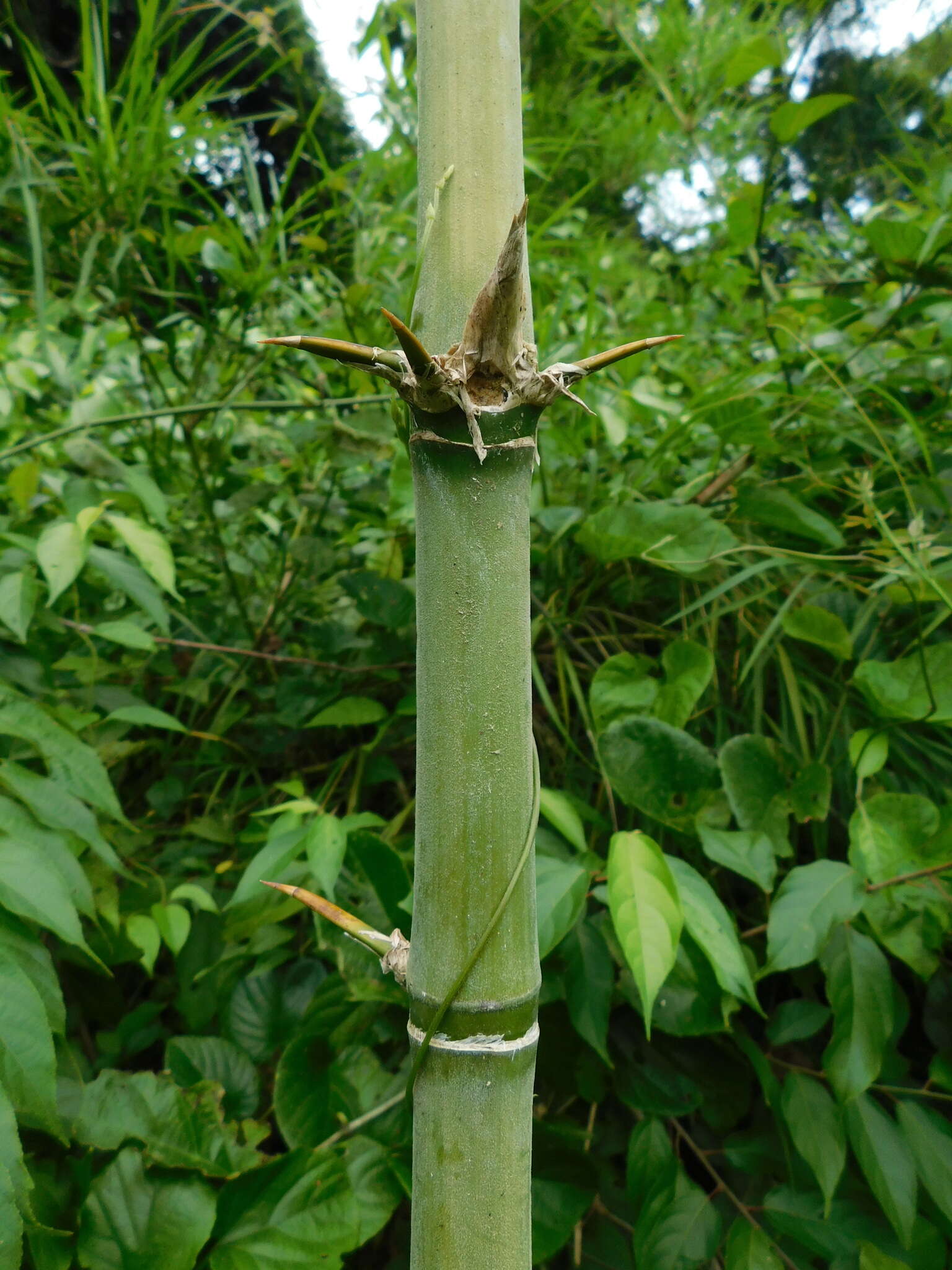 Image of American long-leaved bamboo