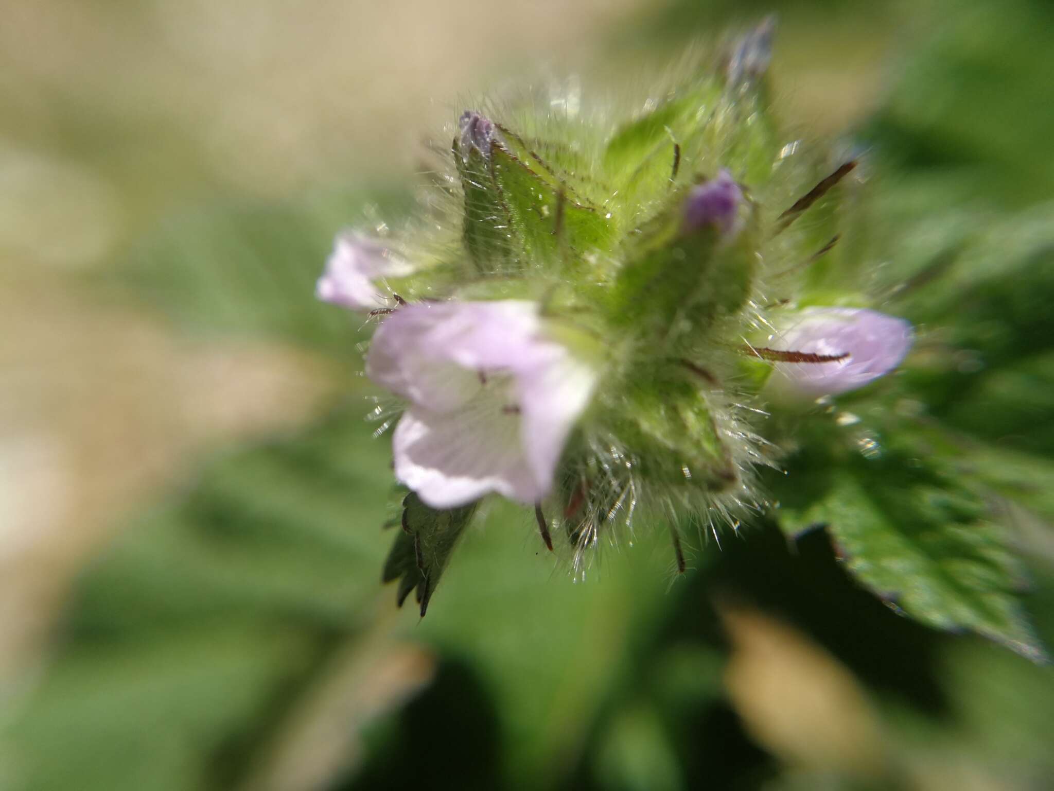 Imagem de Fuertesimalva limensis (L.) P. A. Fryxell