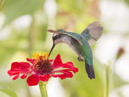 Chlorostilbon mellisugus (Linnaeus 1758) resmi