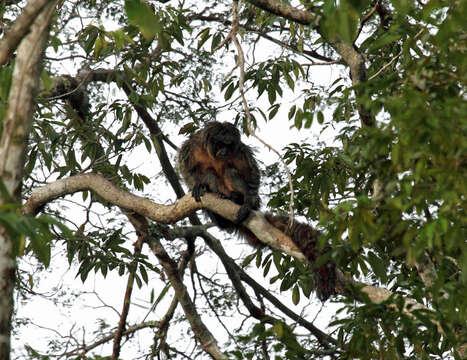 Image of White-faced Saki