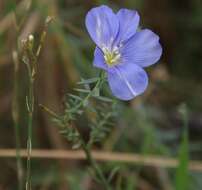 Image of Linum austriacum subsp. tommasinii (Rchb.) Greuter & Burdet